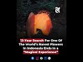 13-year search for rare flower ends in tears of joy in Indonesia 😢😢🥲#indonesia #flowerlovers