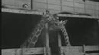 Afrikaanse giraffen reizen met de boot (1954)