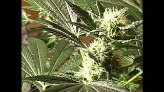 TGA Genetics Qleaner Week 5 April 5, 2012   YouTube