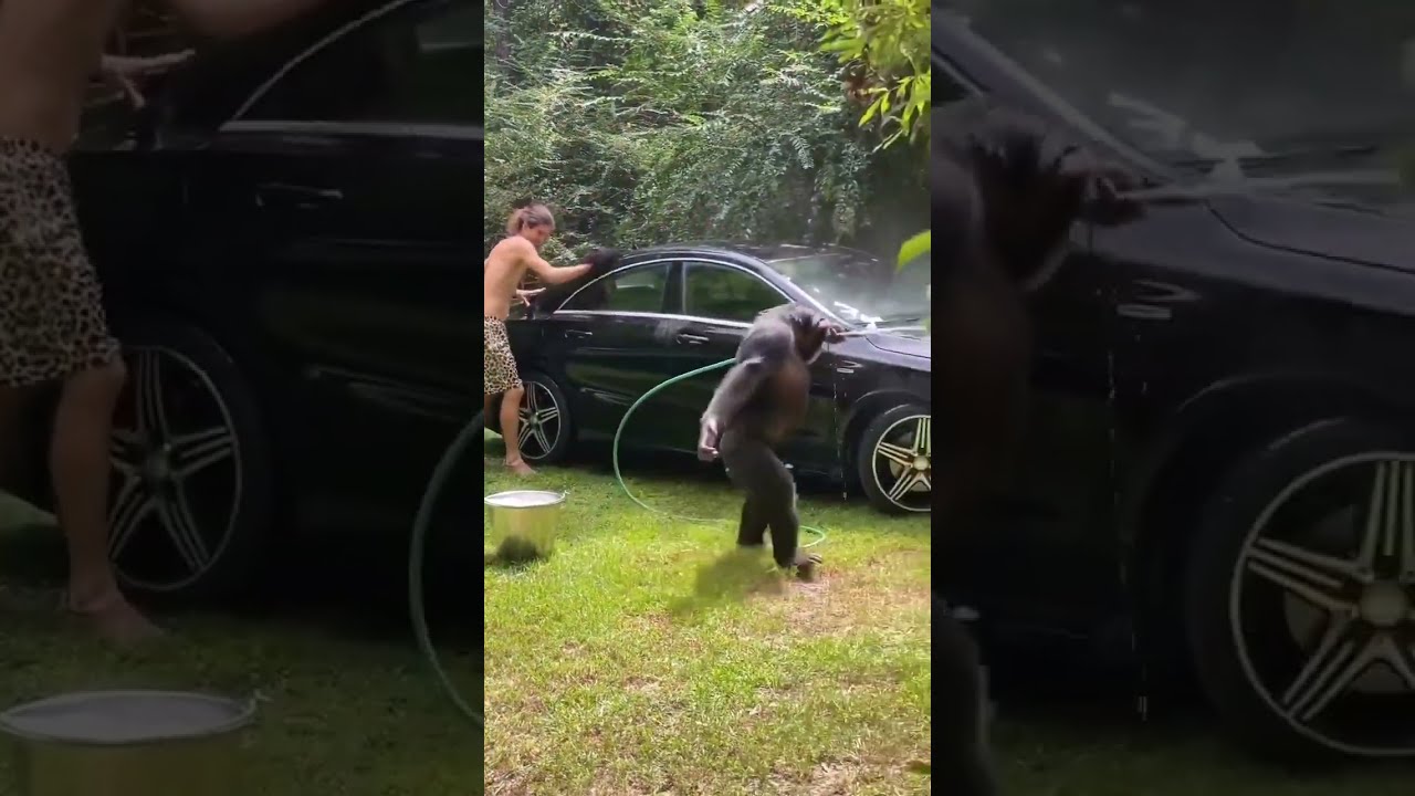 Pretending to Be Dumb to Avoid Taxes 🤑 👀