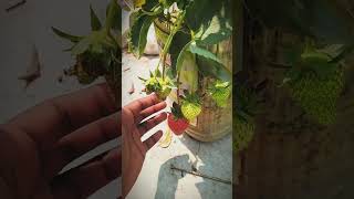 Strobery My Tree subscribe unfreezmyaccoun