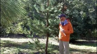 Shore pine (Pinus contorta) - Plant Identification