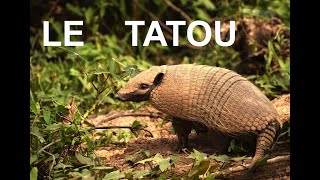 Le tatou (documentaire)