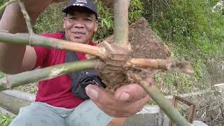 Mencari bambu petuk di alam, menelusuri parit kecil persawahan #75