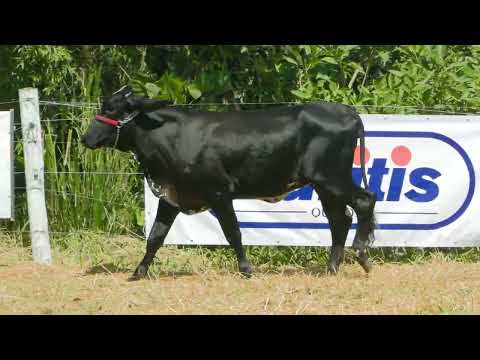 LOTE 31  FAZENDA CACHOEIRA   3332CG