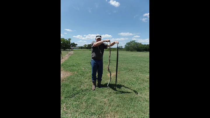 Catching Egg Stealing Snakes