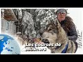 Courses de mushers au coeur des alpes  le jardin extraordinaire