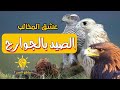الصيد بالصقور و الجوارح عشق المخالب 