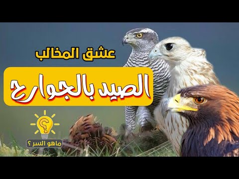 الصيد بالصقور و الجوارح عشق المخالب