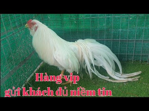 Video Gà tre Kiểng Tân Châu - nhạn trích râu đã chốt - youtube