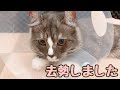 子猫が去勢したら、こうなりました