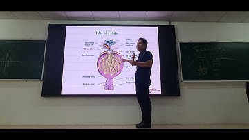 Mô Phôi: Hệ Tiết Niệu