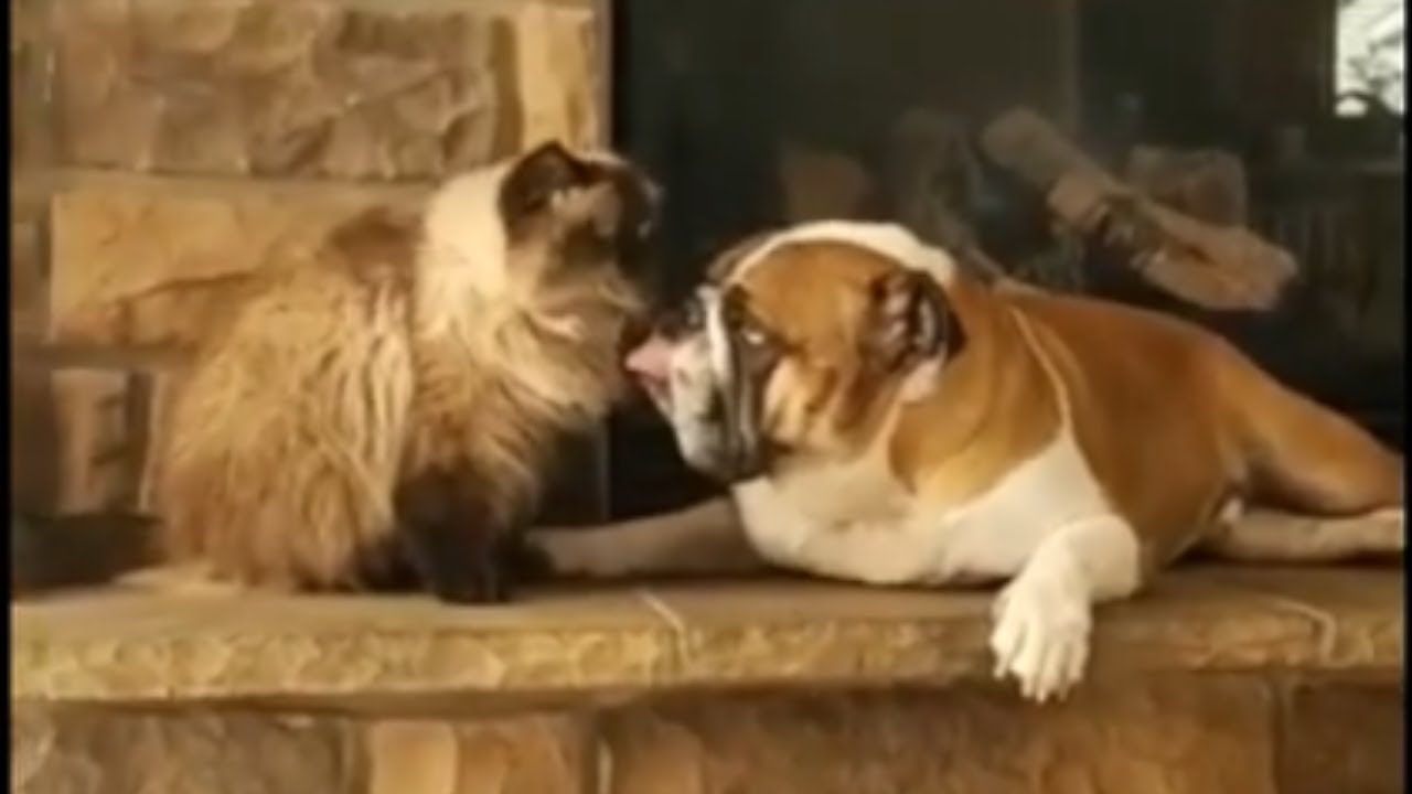 do english bulldogs get along with cats