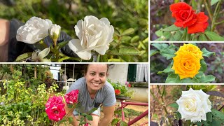 Dicas para o Cultivo de Rosas em Casa