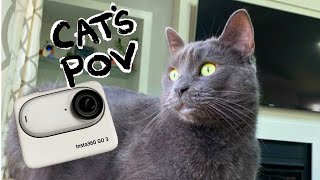 Cats POV: Chase the Treat! by Spooky and Sweet Potato 103 views 2 months ago 3 minutes, 41 seconds