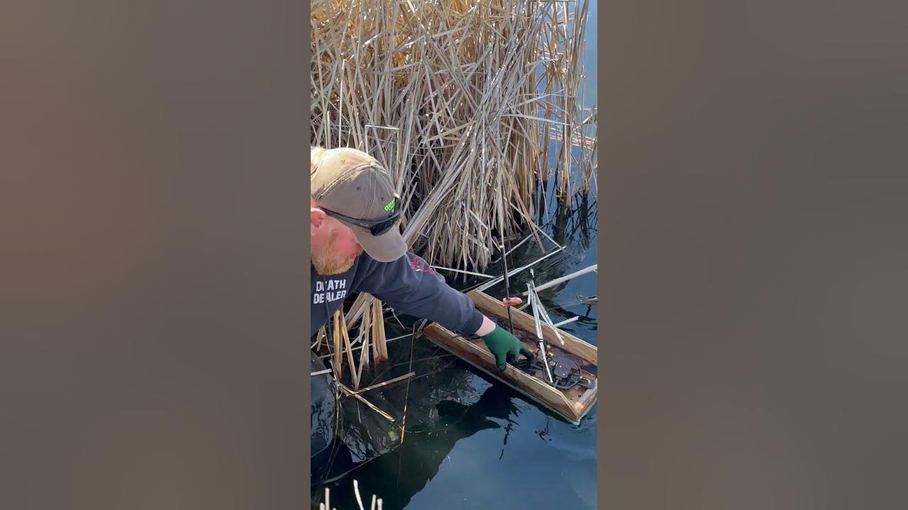 MUSKRAT LURE  Trapper Gord