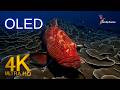Slow Underwater Ocean Views in 4K Ultra HD | Calm Nature Relaxation