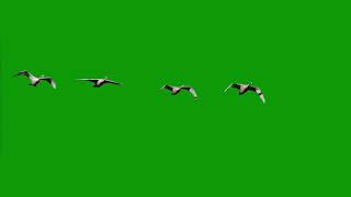 Green screen birds 🐦 make video