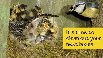How to clean out your nest boxes