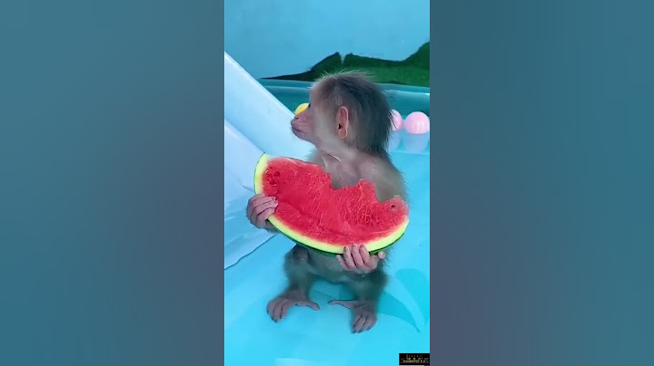 Monkey Baby & La Sandia 😂😂😂 #monos #monkey #shorts #short #youtubeshorts #animales