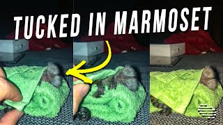 Owner Checks on a Sleepy Marmoset to Make Sure It’s Tucked In Properly