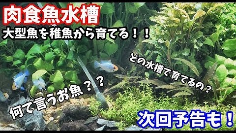 【スネークヘッド】新しいお魚お迎え♪ 次回予告 90アクアリウム 90aquarium carnivorous fish 【肉食魚】