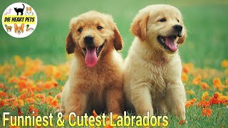 Funniest & Cutest Labrador Puppies - Funny Puppy Videos 2020 - Die Heart Pets