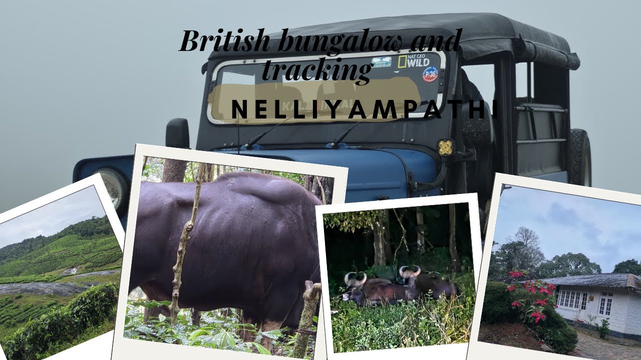 നെല്ലിയാമ്പതിയിലെ