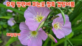 #오월 # 피는꽃  #철쭉 #겹털이풀