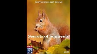 Документальный фильм Беличьи секреты/Secrets of Squirrels Документальный фильм Беличьи секреты/Secrets of Squirrels