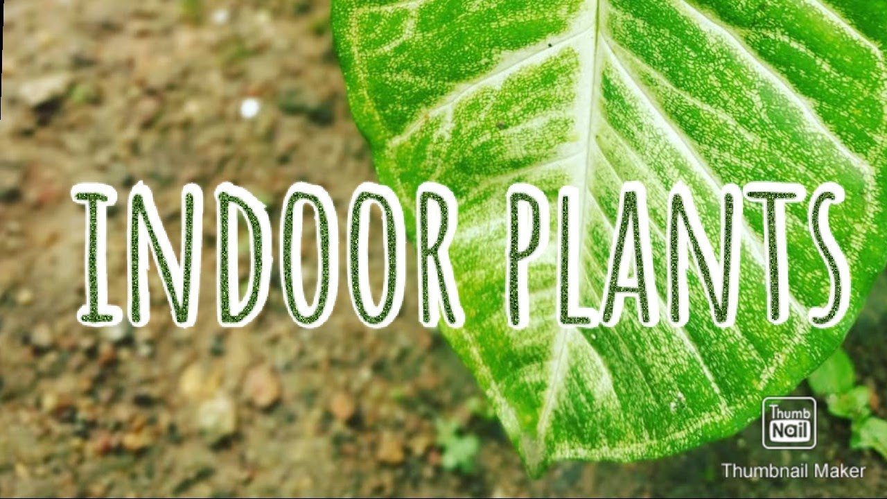 26 indoor plants part 2 malayalam YouTube