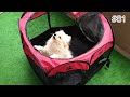 愛犬とのキャンプのサークルに最適！10秒で組み立て可能な折りたたみサークル！