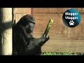 Gorillas love to eat tree bark but why