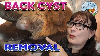 Guinea pig Back Cyst removal at Cavy Central Guinea Pig Rescue
