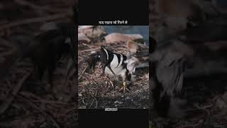वो गिरेगा ....🥺 #emotionalcover #sadcoversong #sad #motivational #sadmotivationalstatus #viral #pvm
