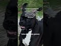 Knox’s thought #dog #funny #adorably #doggie #adoreble #doggielife #dogmom #snuggly #snuggler