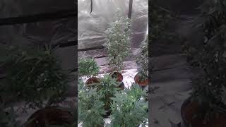 Upgrades.. and growth