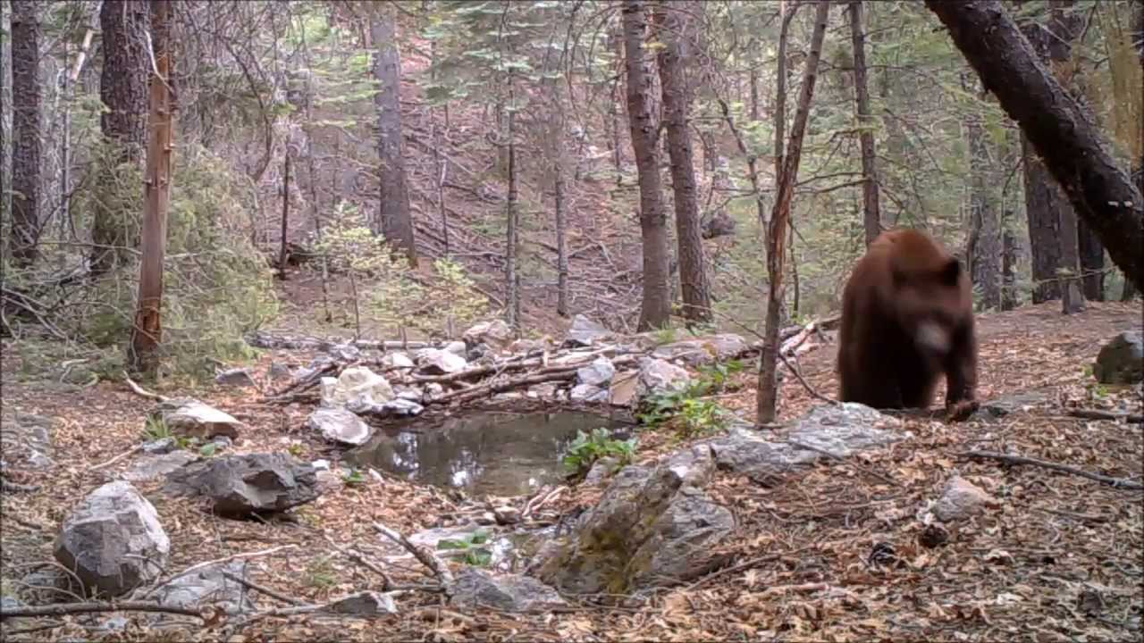 2013 Archery Tree Stand Bear Hunt YouTube