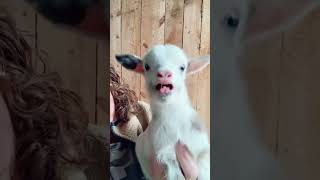 How Can Baby Goat Sounds Be This Adorable? 🐐🎶💕 #goat #goatsfaming #playfulgoats #cute