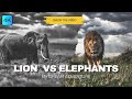 Lion Pride vs Elephant – Heart-Stopping African Wildlife Drama