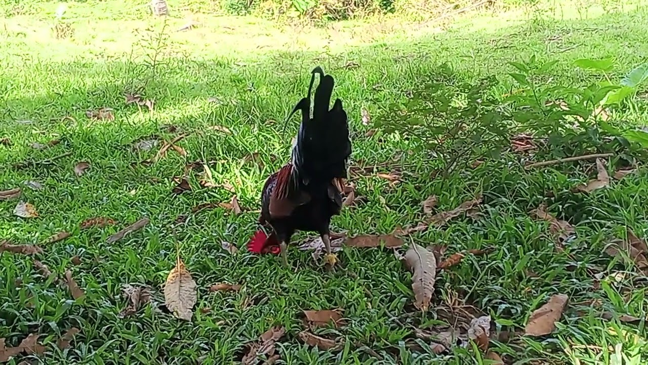 Alphas nalang kulang mga ka hunter ☺️