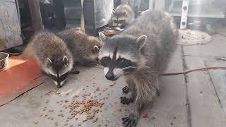 Momma Raccoon and her Babies