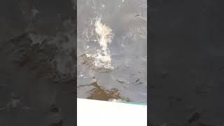 World Record Fishing Net At Moving Dam Sludge Fits Right Into A Shadow Of Bantalbantal Fish