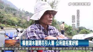 1060220 楓樹湖木蓮開花引人潮 公所路拓寬紓解