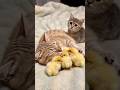 仔猫と猫とヒヨコの奏でる癒し空間