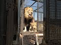 How to Unload LIONS #wildlife #animal #fun