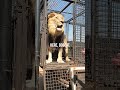 How to Unload LIONS #wildlife #animal #fun