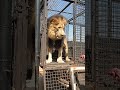 How to Unload LIONS #wildlife #animal #fun