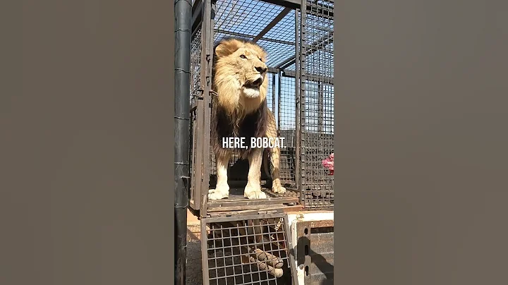 How to Unload LIONS #wildlife #animal #fun