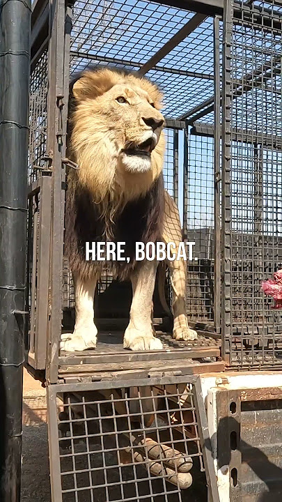 How to Unload LIONS #wildlife #animal #fun